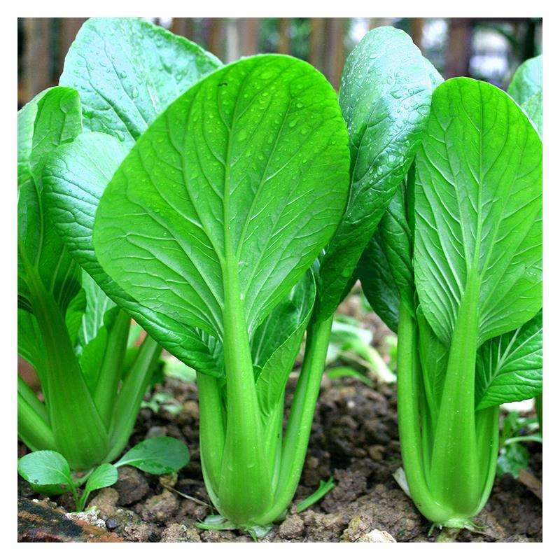 赣州生物菌发酵有机肥 力推丰夷厂价实惠  生产生物有机肥  生物有机肥厂  生物有机肥菌肥