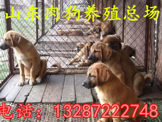 肉狗养殖技术 肉狗苗销售安徽  肉狗价格  肉狗图片