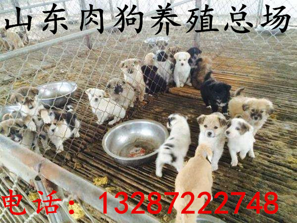 肉狗养殖场 有肉狗的 肉狗成本 大型肉狗养殖场  肉狗图片  肉狗厂家  肉狗价格