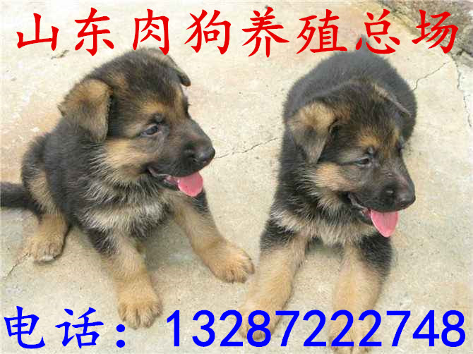 肉狗养殖场 有肉狗的 肉狗成本 大型肉狗养殖场  肉狗图片  肉狗厂家  肉狗价格