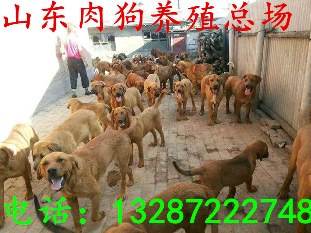 肉狗养殖场 有肉狗的 肉狗成本 大型肉狗养殖场  肉狗图片  肉狗厂家  肉狗价格