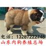 肉狗 肉狗价格 肉狗养殖场