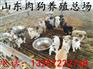 湖南肉狗养殖技术 肉狗养殖方法 肉狗苗出售
