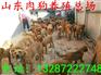 肉狗供应 肉狗出售 肉狗批发