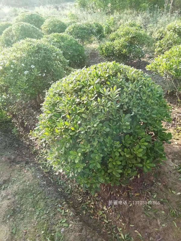 河南海桐苗--潢川海桐基地  河南海桐球