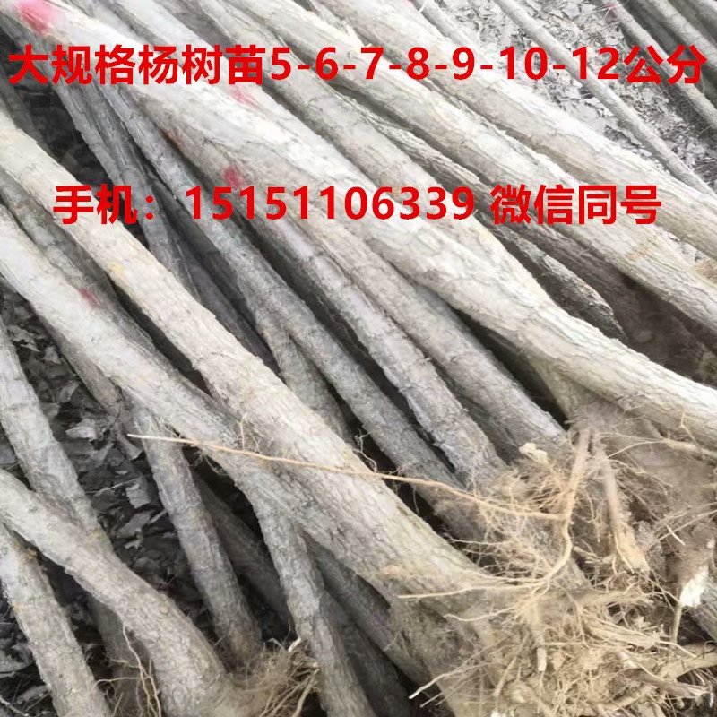 无絮杨产品简介 无絮杨树苗可靠 无絮杨树新品种视频  速生杨