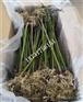 出口美国荔枝苗去哪里办理手续