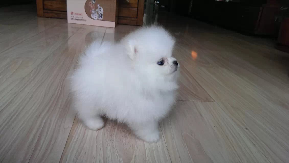 上海买狗、上海哪里卖狗、上海什么地方卖博美犬  宠物狗