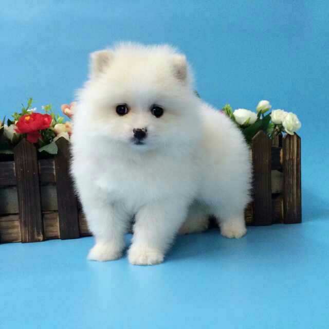 上海买狗、上海哪里卖狗、上海什么地方卖博美犬  宠物狗