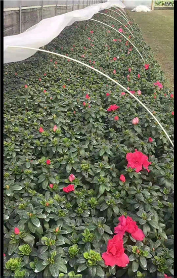 电动绞盘 电动牵引机 电动绞磨机 电缆牵引工具 光缆敷设机