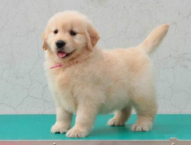 上海金毛狗场直销，免去中间商，物美价优，可签协议  宠物狗  金毛犬