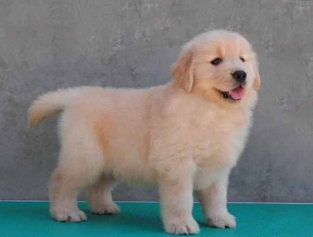 上海金毛狗场直销，免去中间商，物美价优，可签协议  宠物狗  金毛犬