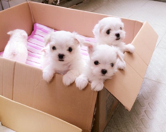 犬舍专业繁殖马尔济斯犬，签协议保纯包健康，可送货上门  宠物狗  买狗