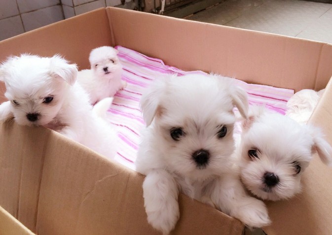 犬舍专业繁殖马尔济斯犬，签协议保纯包健康，可送货上门  宠物狗  买狗