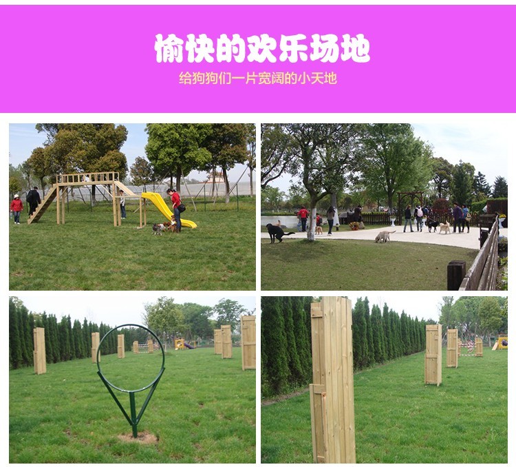 上海哪里有卖狗宠物/上海什么地方买狗好/狗场在哪里  宠物狗  博美犬