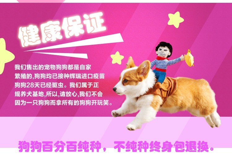 上海哪里有卖狗宠物/上海什么地方买狗好/狗场在哪里  宠物狗  博美犬