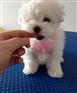 犬舍专业繁殖马尔济斯犬，签协议保纯包健康，可送货上门