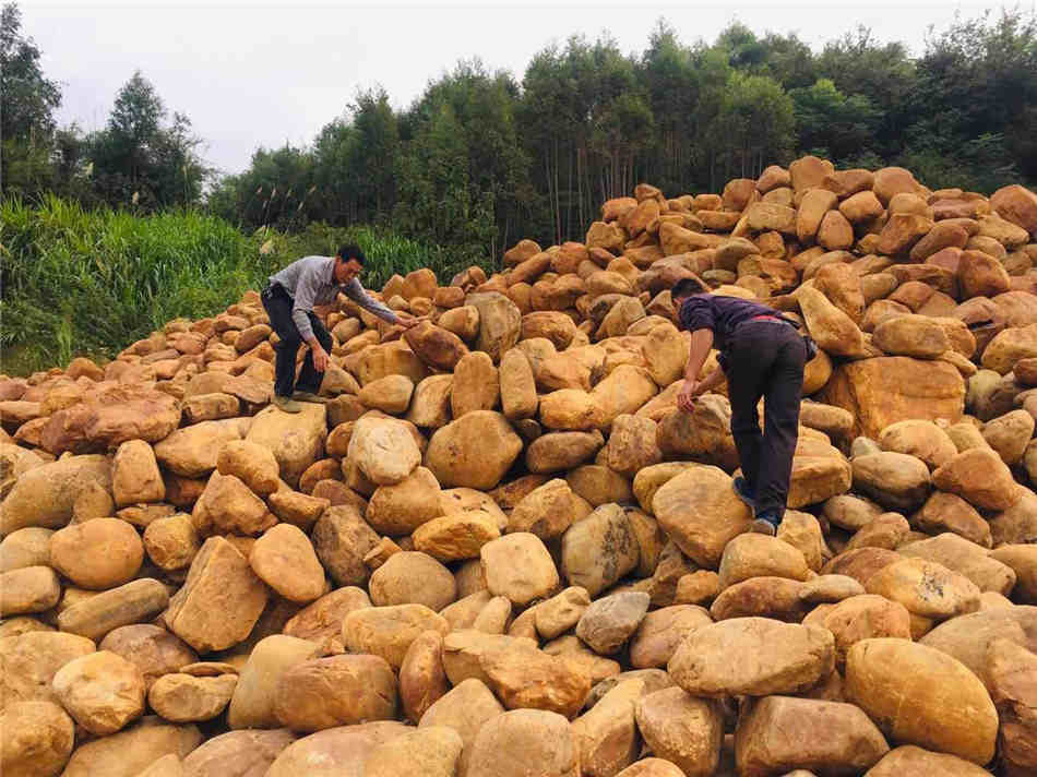 惠州小规格黄蜡石原产地大量现货供应  黄蜡石原石  组合假山、草坪点缀  假山制作庭院装饰