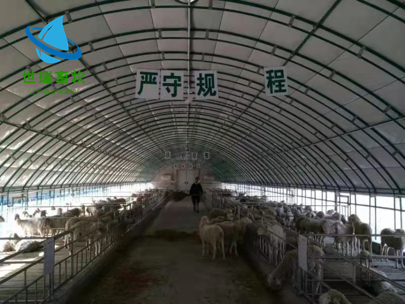 养羊大棚建设图片 养羊棚施工 羊棚建造方法