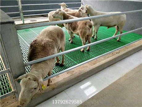 供应万兴畜牧羊舍漏屎板 规格600mm×600mm  羊用垫板  养羊用塑料羊床