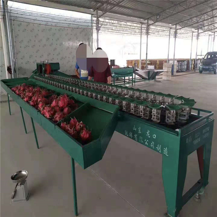 燕窝果选果分级机 重量大小分选机 水果分选机  火龙果选果机  火龙果分选机  火龙果分级机