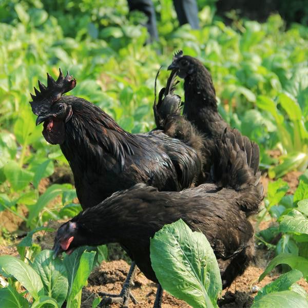 永和想买下绿壳鸡蛋的母鸡价格