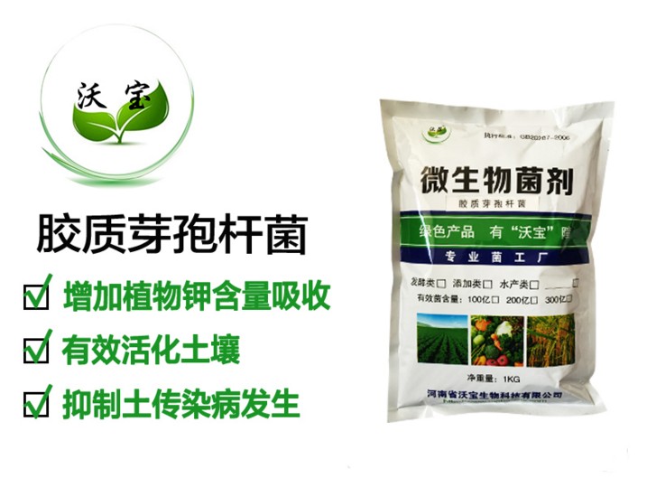 胶质芽孢杆菌活化土壤解钾促生长