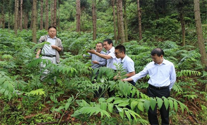 云南嘉农年华滇圣草黄精种植打造一条龙式产业链条
