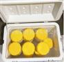 生物安全运输箱 65L
