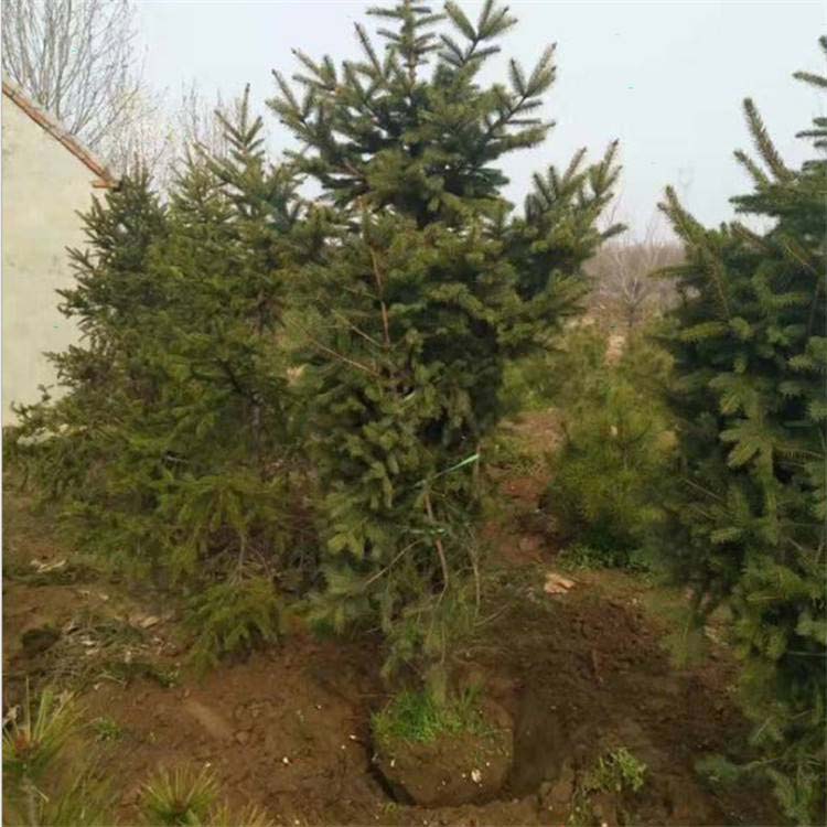 川西云杉市场批发价100-400公分云杉数量充足  吉盛源  云杉树苗基地  云杉树苗批发