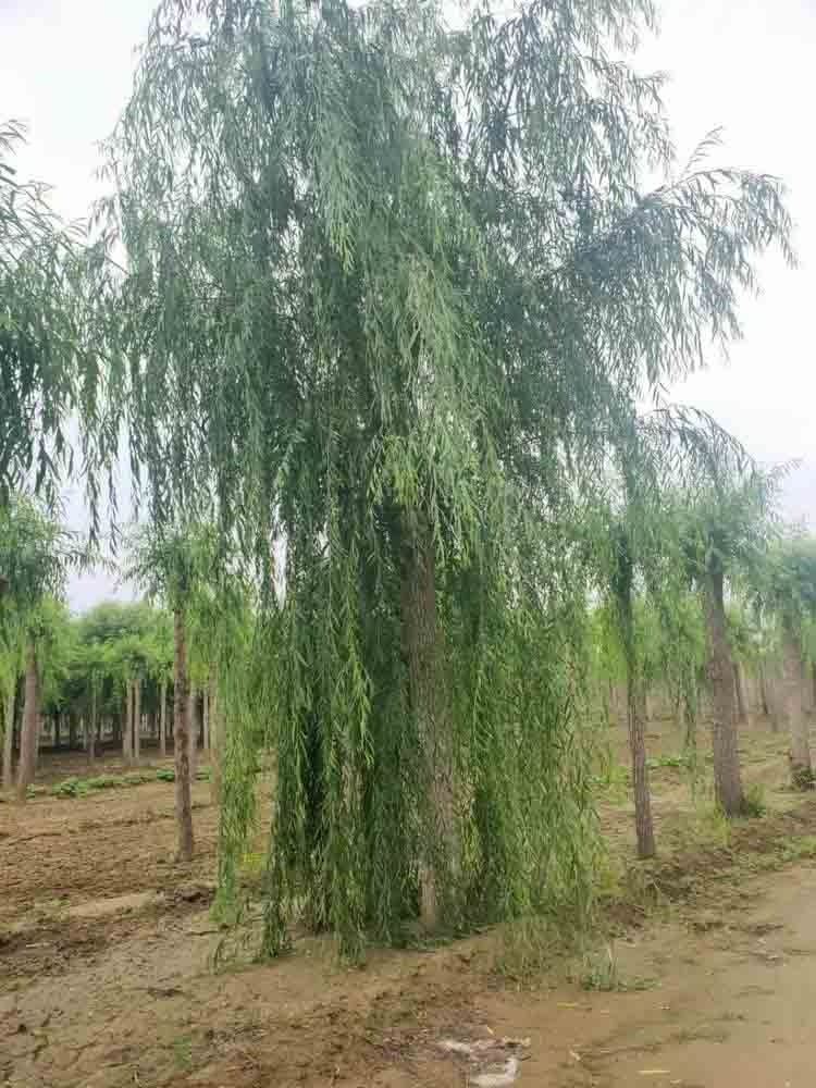 西藏垂柳批发-12公分垂柳-15公分垂柳报价  吉盛源  垂柳树苗基地  垂柳树苗批发