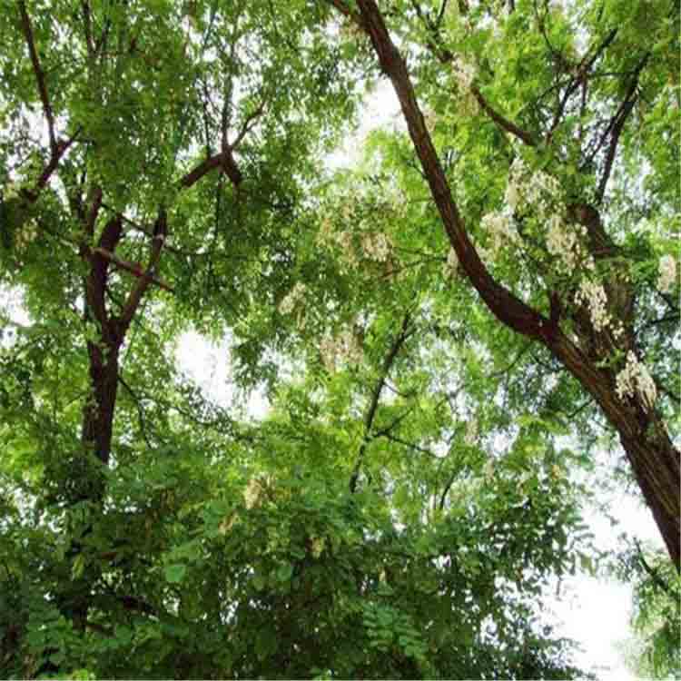 新疆出售15公分刺槐 刺槐小苗栽植方法 绿化专用苗  吉盛源  刺槐树苗基地  刺槐树苗批发
