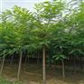 新疆出售15公分刺槐 刺槐小苗栽植方法 绿化专用苗