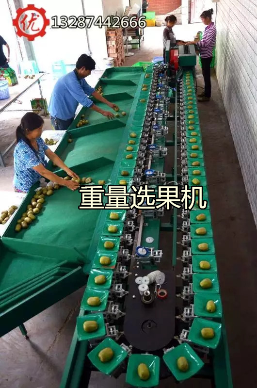会理石榴分果机  重量分选机  不损伤果嘴的水果分选机  石榴选果机  石榴分选机  石榴分级机