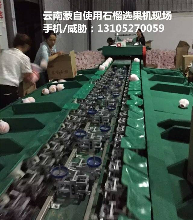 四川会理石榴分拣机   自动分拣机厂家  快速分级不伤果  石榴选果机  石榴分选机