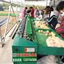 土豆分选机  自动化分大小的机器  占地面积小  移动方便