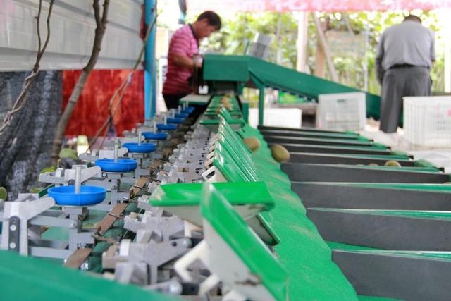 河北梨分拣机  梨克称选果机  重量水果分选机设备  梨选果机  梨分选机