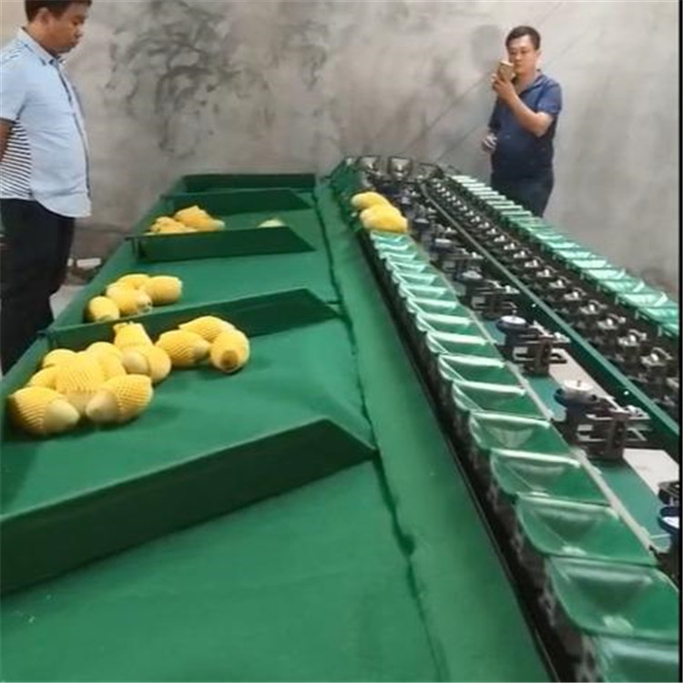 高效澳芒分选分级机工作效率快质优价廉的好设备  芒果选果机  芒果分选机  芒果分级机