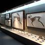 惠州隆城展示博物馆展柜古物文化遗址展柜生产设计安装