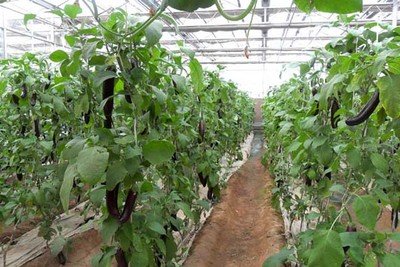 河北简易蔬菜大棚  c型钢大棚  农村蔬菜大棚