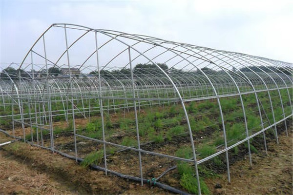 河北简易蔬菜大棚  c型钢大棚  农村蔬菜大棚