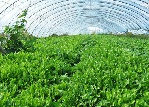 东北蔬菜温室大棚  蔬菜温室大棚安装  光伏蔬菜大棚