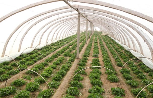 东北蔬菜温室大棚  蔬菜温室大棚安装  光伏蔬菜大棚