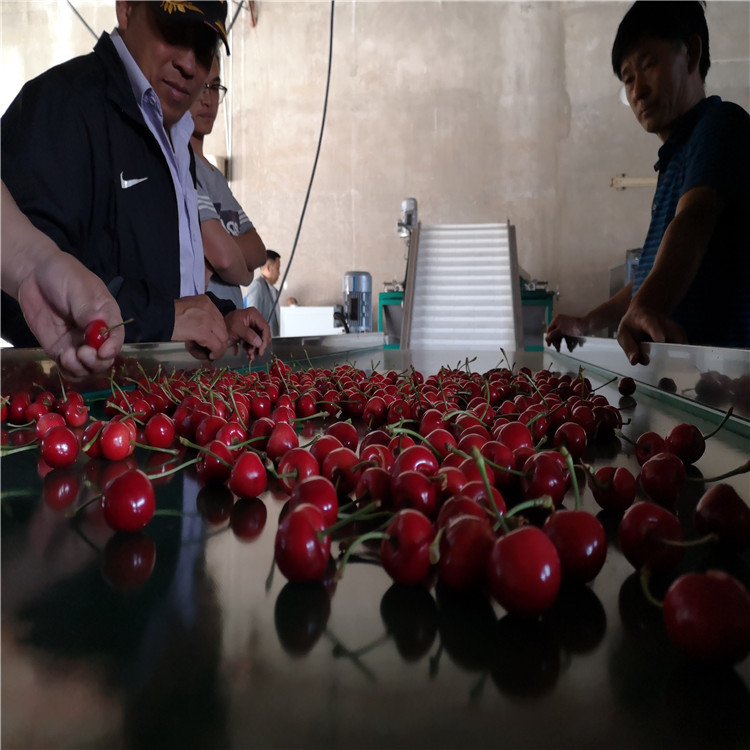 萨米托樱桃选果机 直径分选 水包膜技术不伤果  樱桃分选机  樱桃分级机