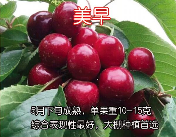 美早樱桃苗种植