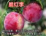 脆红李树苗种植厂家