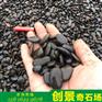 过滤鹅卵石价格 东莞鹅卵石厂家 供应园林铺路石