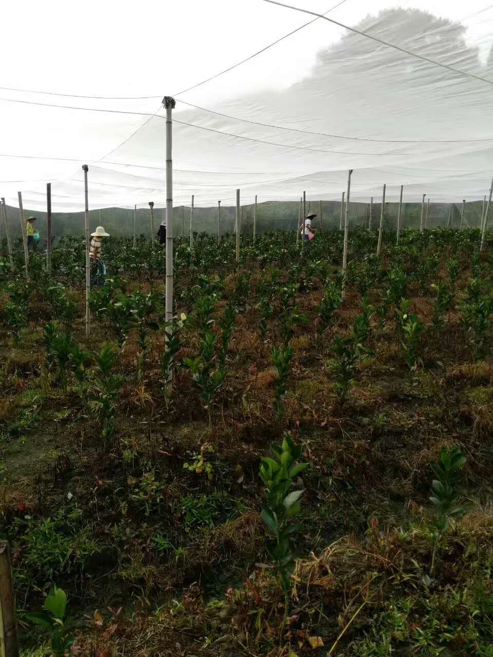 结实好料莲雾网@莲雾大棚防虫网@志广防虫网厂家  40防虫网