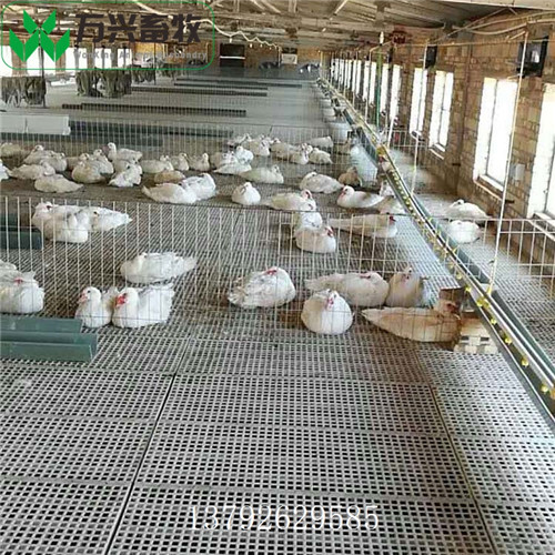 供应万兴畜牧鸡用地板 塑料漏粪垫板 批发养鸡漏粪板