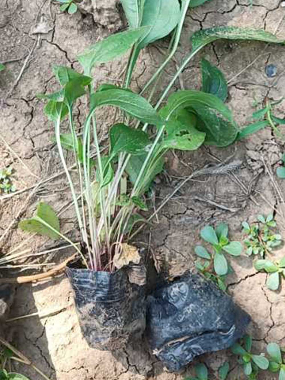 松果菊批发来北方常绿基地【价格低品种多】&nbsp;&nbsp;松果菊基地&nbsp;&nbsp;松果菊价格